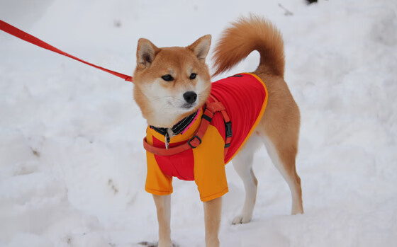 _海底青少年潜水赛:探索深海的梦想起航_,潜水海底世界视频