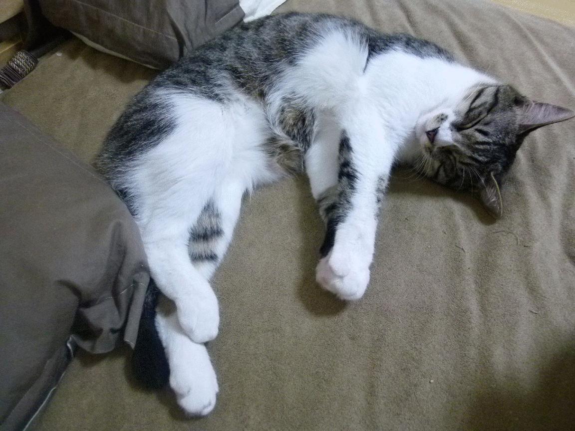 _湖人队迎难而上,迎来胜利曙光_,湖人队队