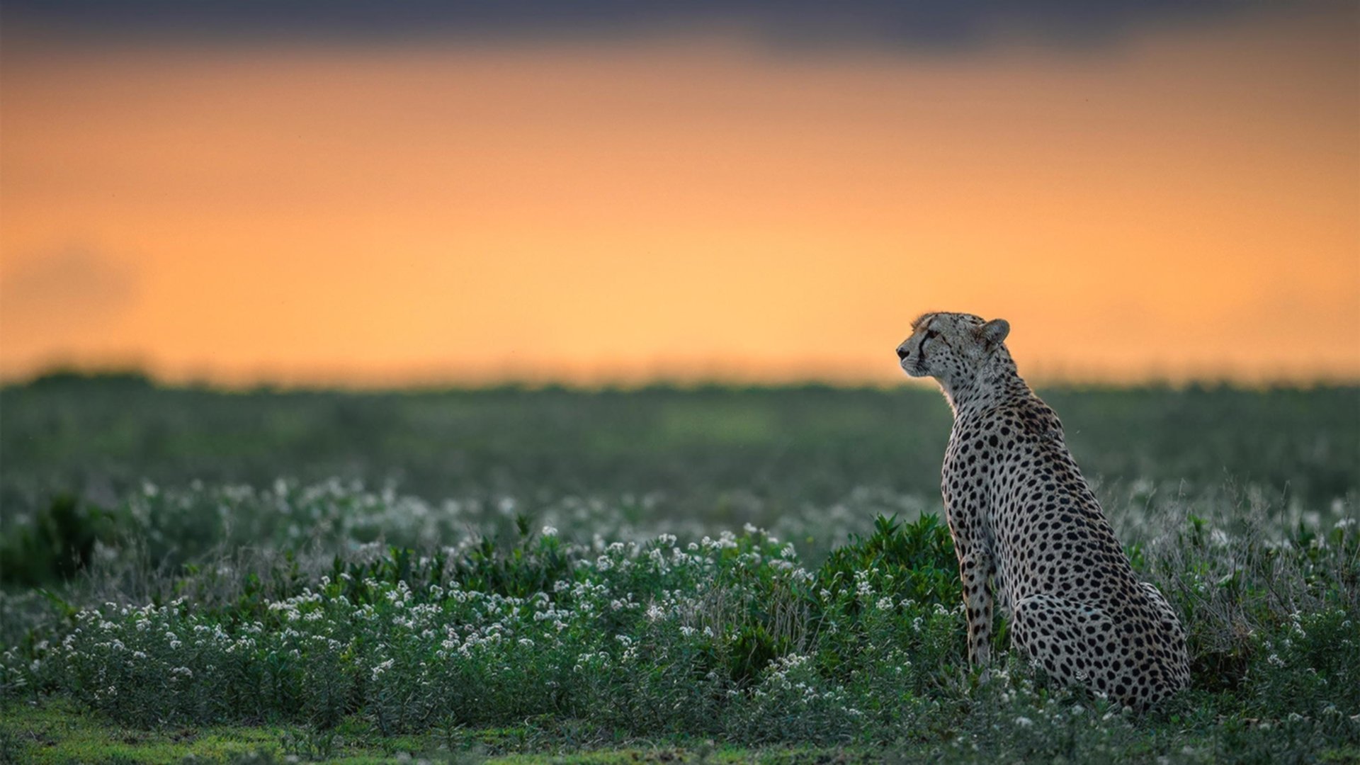 “史上最强阵容:联盟顶级阵容盘点”,联盟最强组合