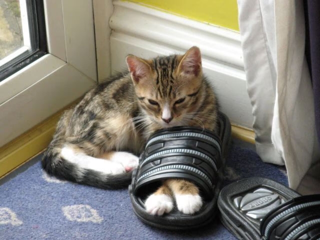 “英超战火升级，各队誓夺联赛王座”，英超hull