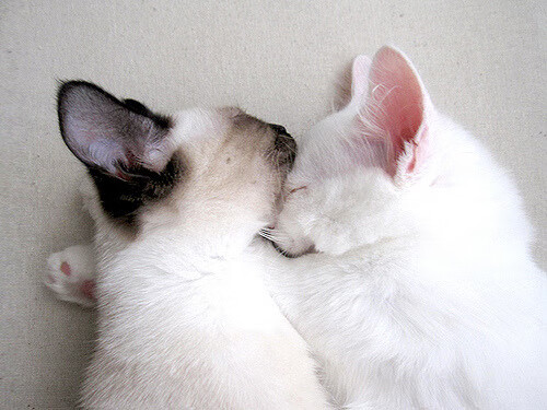 爱游戏登录-全国青少年“篮球成长路”线上故事征集全面展开，青少年关于篮球的书籍推荐